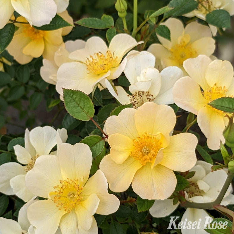 【バラ苗】ラヴァルス ディ アベイル (2026年3月発送)