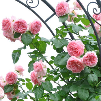 【バラ苗】コンテス・ドゥ・セギュール