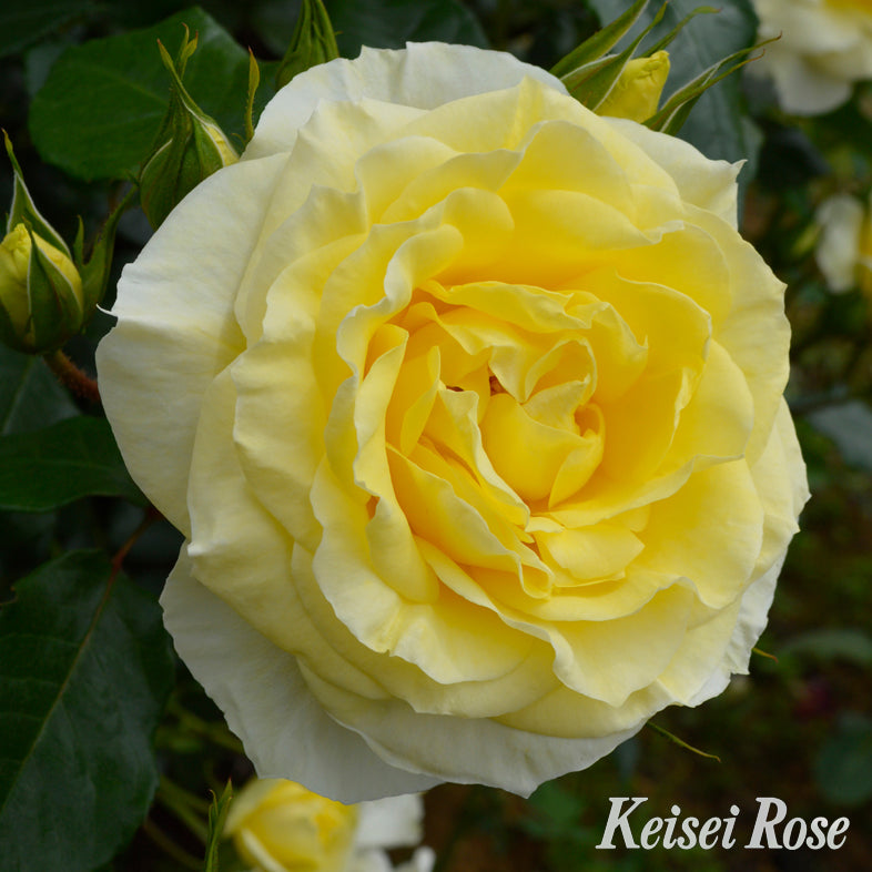 【バラ苗】イルミナーレ (2026年3月発送)