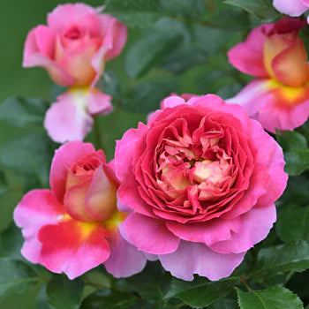 【バラ苗】エスプリ・ドゥ・パリ