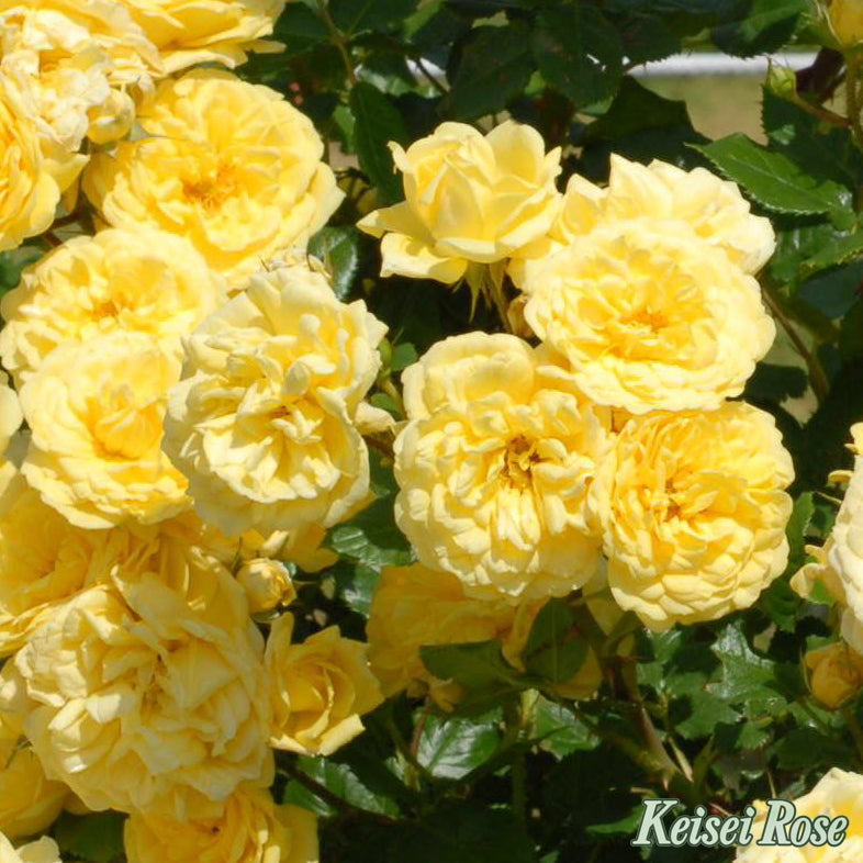 【バラ苗】ベル ロマンティカ® (2026年3月発送)