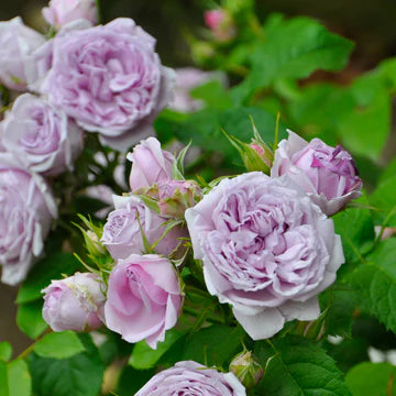 【バラ苗】ル・シエル・ブルー (2026年3月発送)