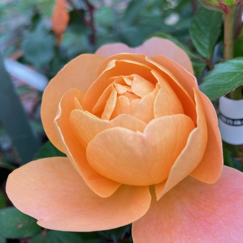 【バラ苗】ジューシーテラッツァ