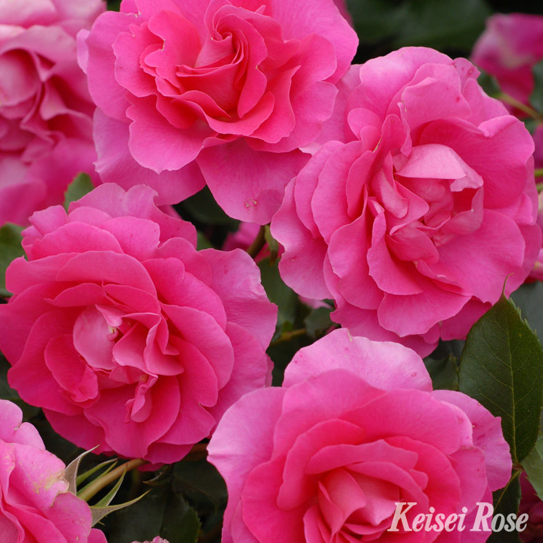 【バラ苗】ローズ うらら® (2026年3月発送)