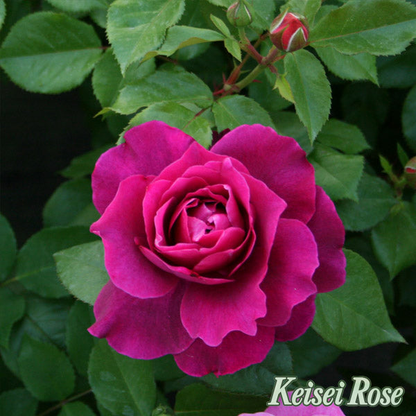 【バラ苗】イントゥリーグ (2026年3月発送)