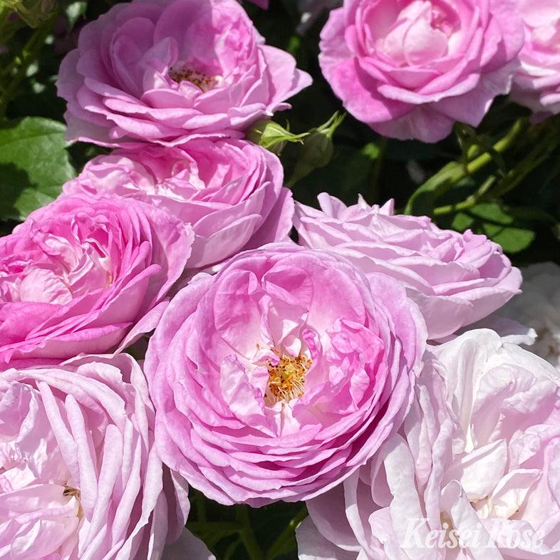 【バラ苗】リラ トロプフェン (2026年3月発送)