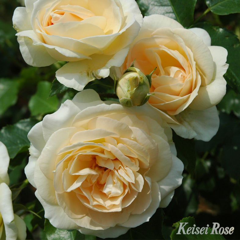 【バラ苗】マリーアントワネット(2026年3月発送)