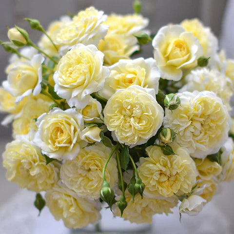 【バラ苗】プリュネル(2026年3月発送)