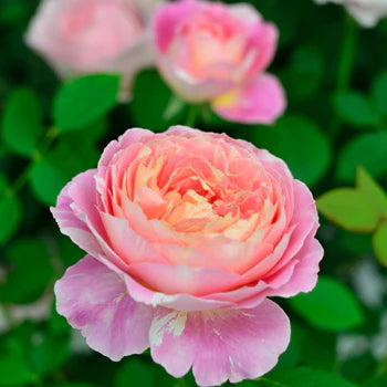 【バラ苗】クロード・モネ