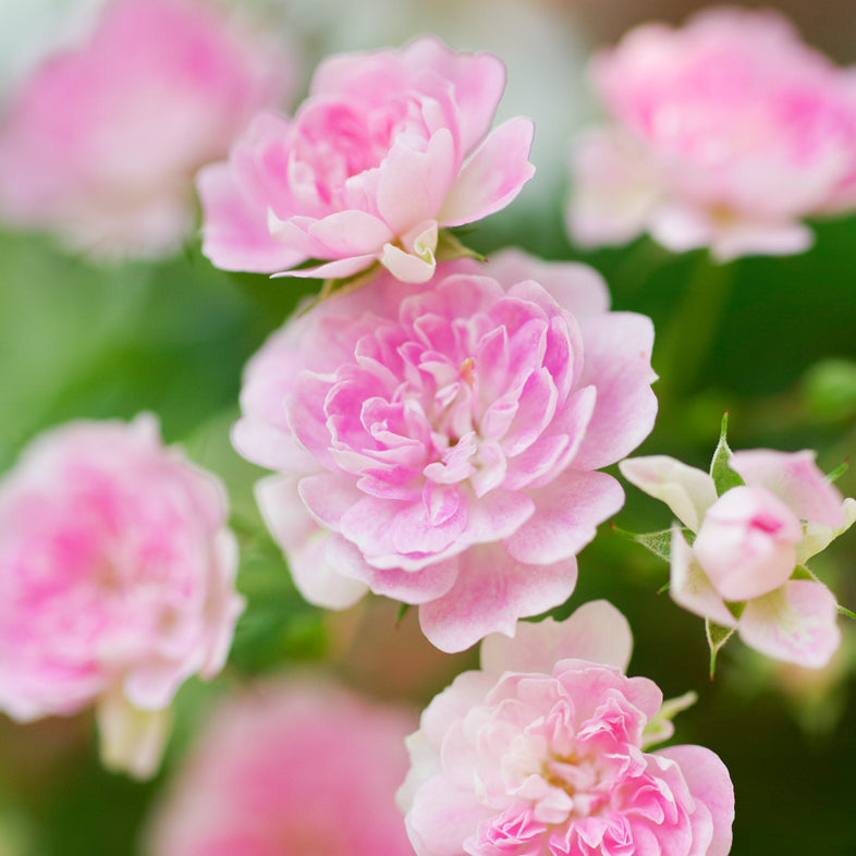 【バラ苗】宇部小町 (2026年3月発送)