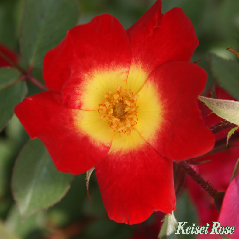 【バラ苗】カクテル(2026年3月発送)