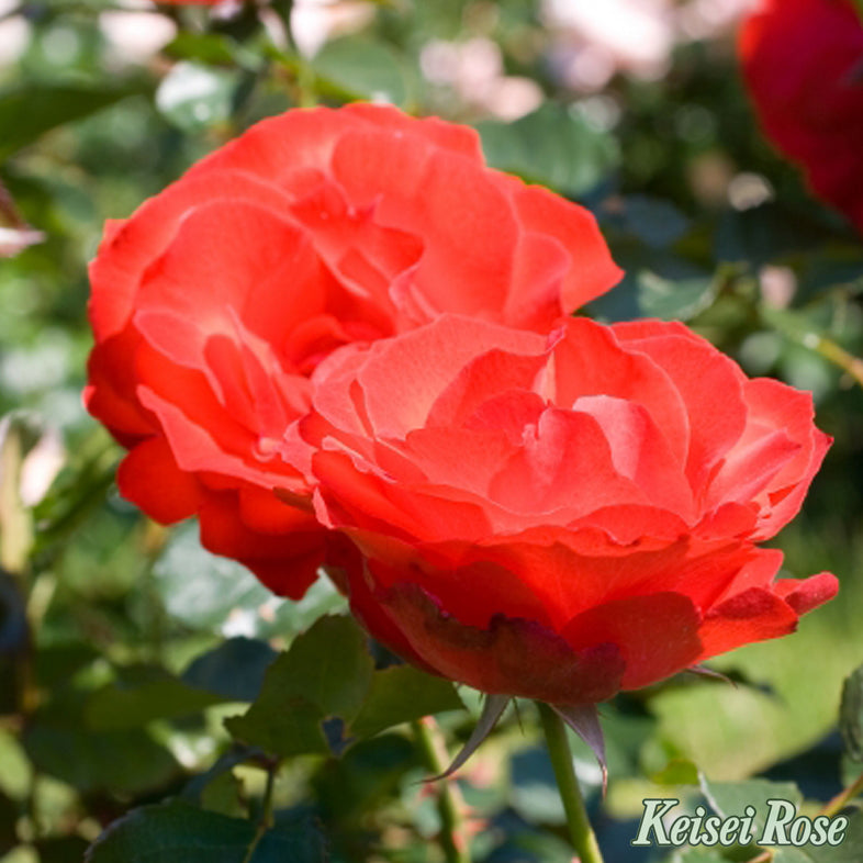 【バラ苗】オリンピックファイヤー(2026年3月発送)