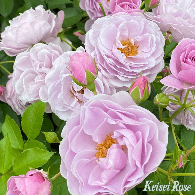 【バラ苗】プロローグ (2026年3月発送)