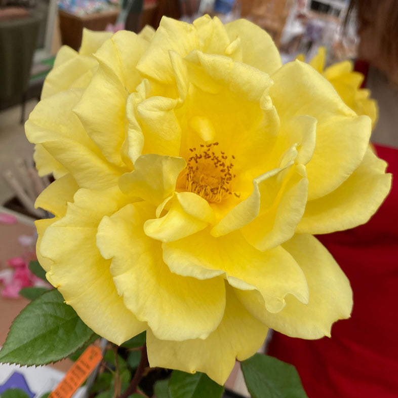 【バラ苗】ラディアント パフューム(2026年3月発送)