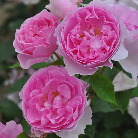 【バラ苗】ピクシー