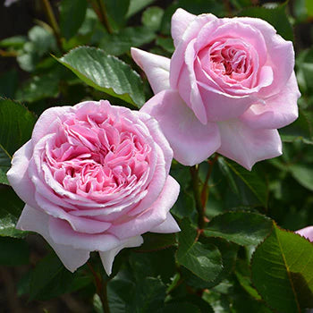 【バラ苗】メアリーレノックス