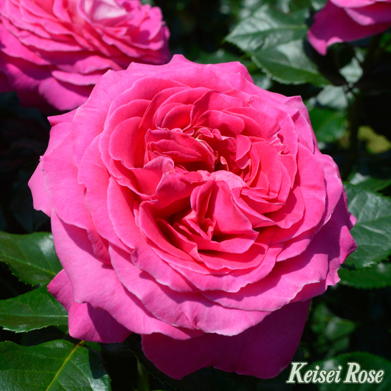 【バラ苗】アドーア ロマンティカ® (2026年3月発送)