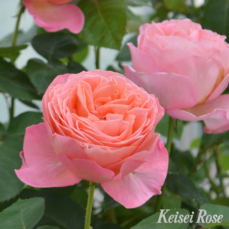 【バラ苗】マドモアゼル メイアン (2026年3月発送)