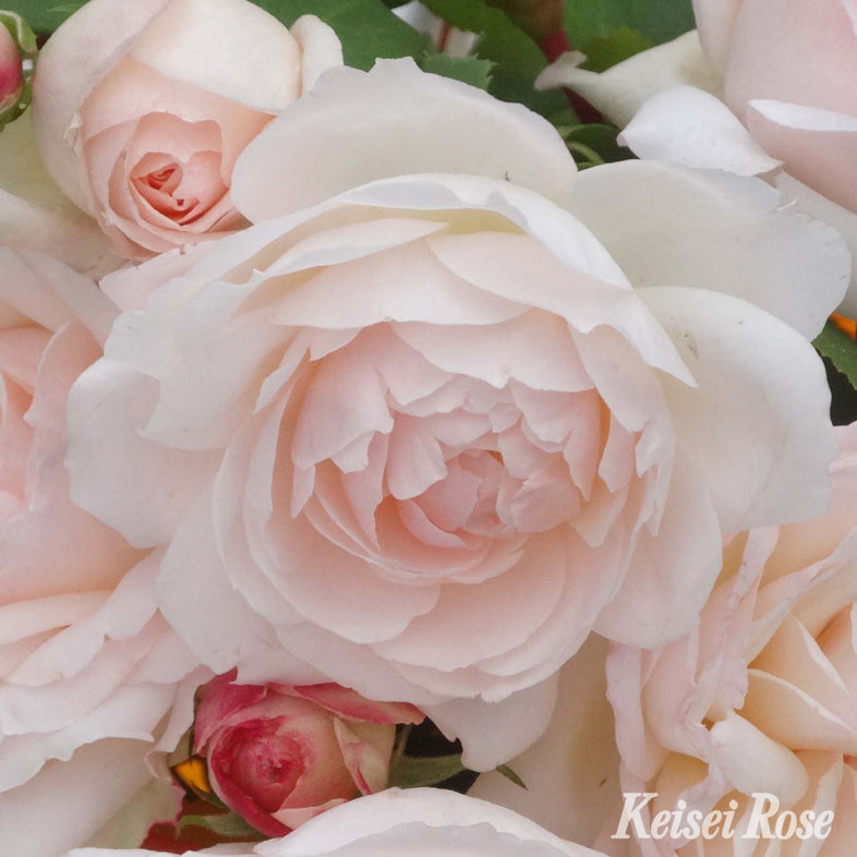 【バラ苗】ステファニー グッテンベルク (2026年3月発送)