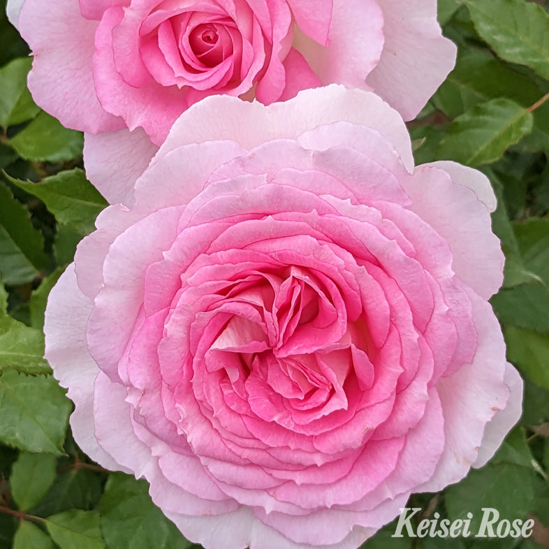 【バラ苗】アダージョ(2026年3月発送)