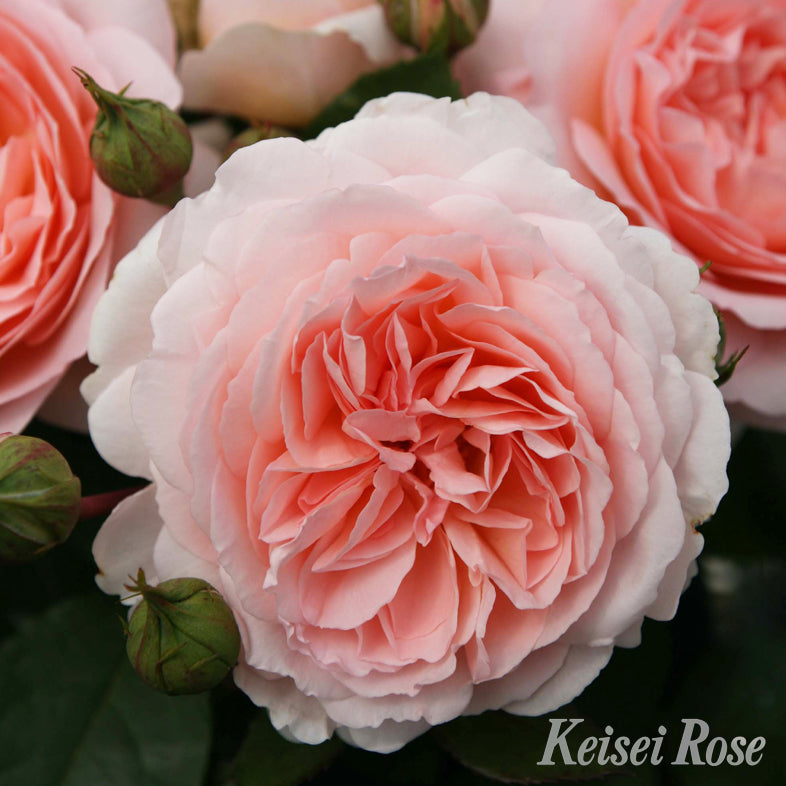 【バラ苗】メルヘン ツァウバー (2026年3月発送)