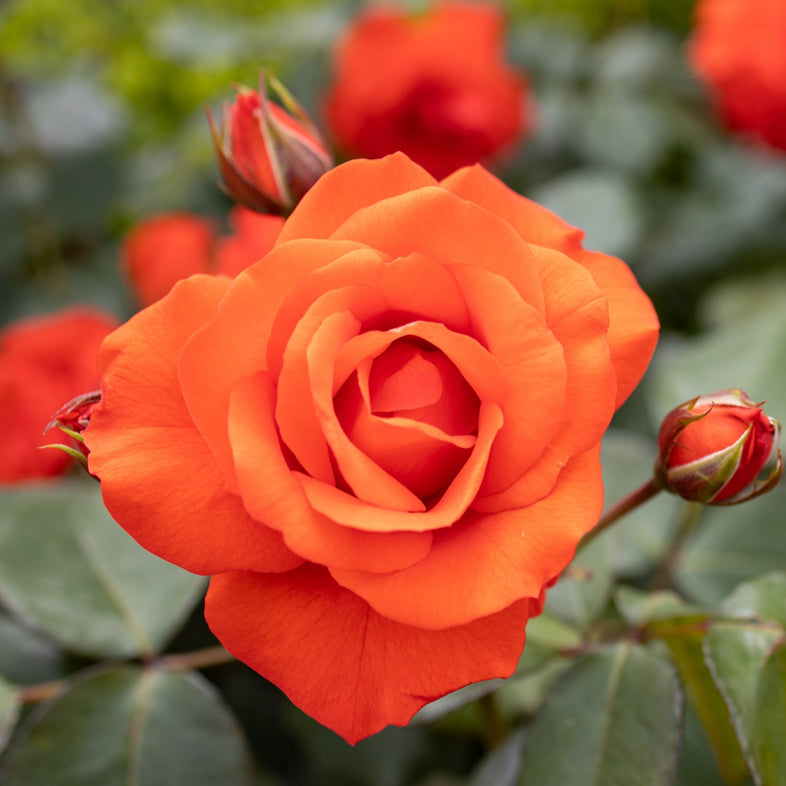 【バラ苗】チンチン(2026年3月発送)