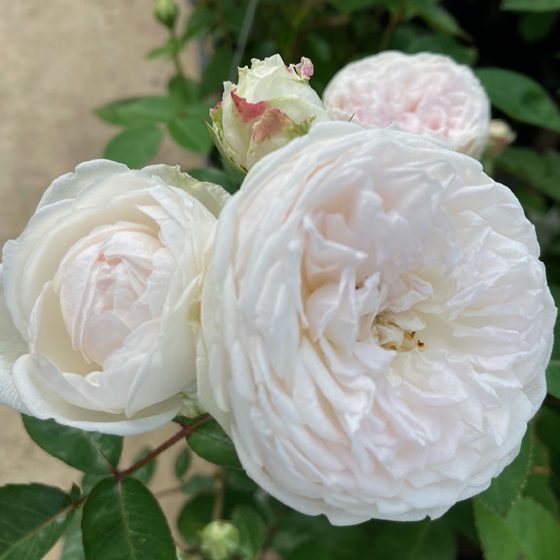 【バラ苗】粉粧楼(2026年3月発送)