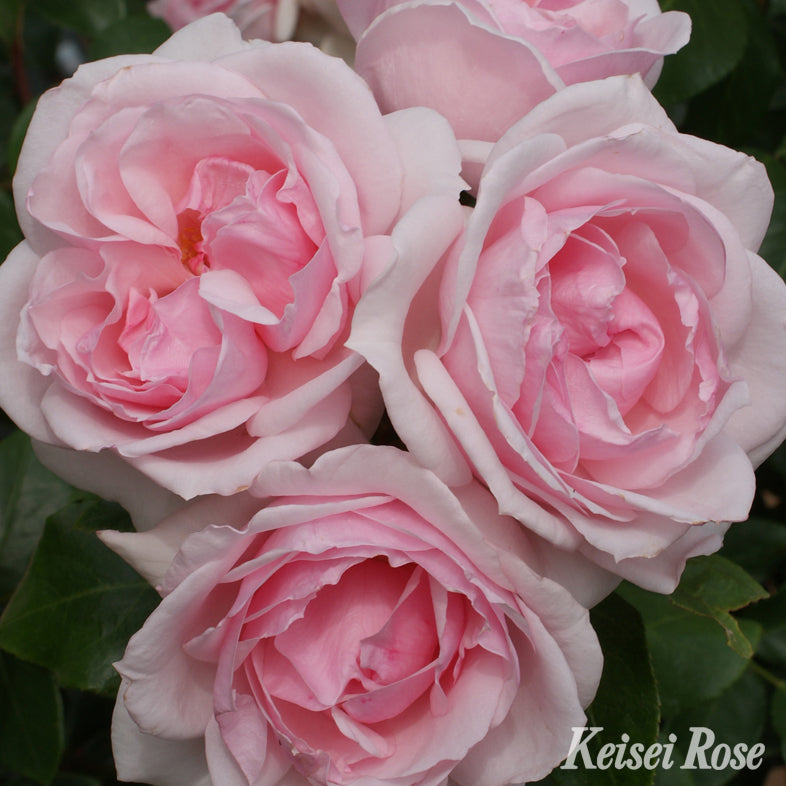 【バラ苗】プチ トリアノン (2026年3月発送)