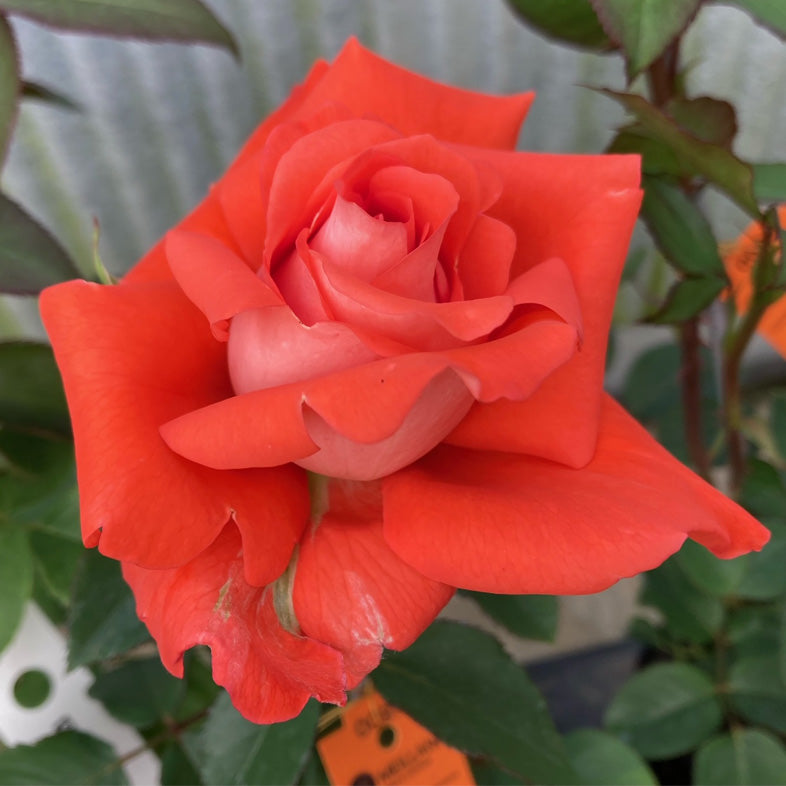 【バラ苗】ローラ (2026年3月発送)