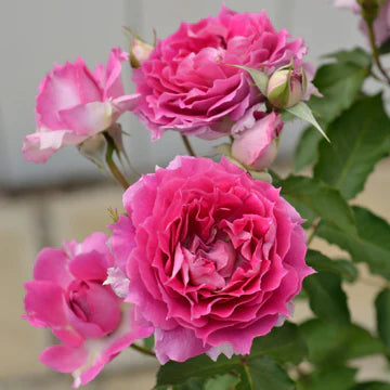 【バラ苗】シェエラザード (2026年3月発送)