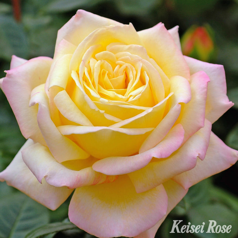 【バラ苗】ピース(2026年3月発送)