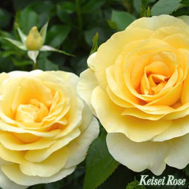 【バラ苗】アンドレ グランディエ®【京成バラ園ブランド】