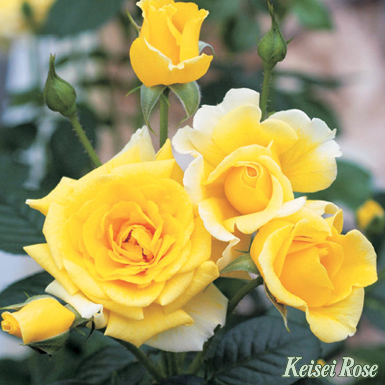 【バラ苗】ファーストインプレッション (2026年3月発送)