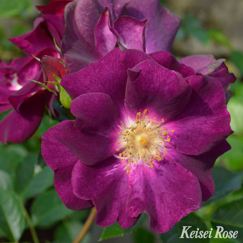 【バラ苗】サングリア ナイト