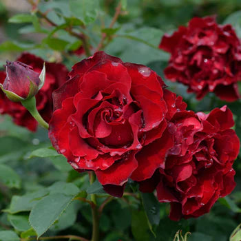 【バラ苗】オマージュ・ア・バルバラ