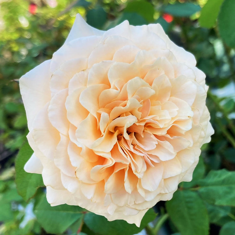 【バラ苗】ベン・ウェザースタッフ