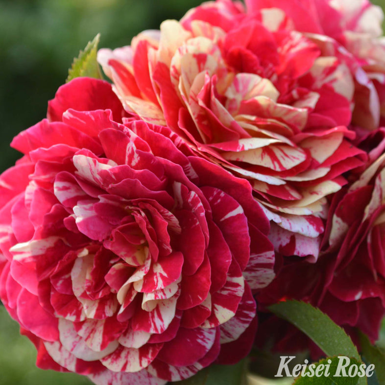 【バラ苗】トイ トイ トイ!(2026年3月発送)