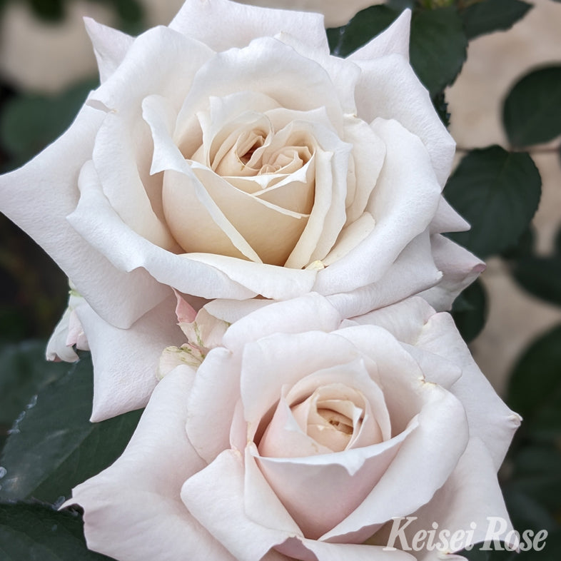 【バラ苗】希成(きなり)(2026年3月発送)