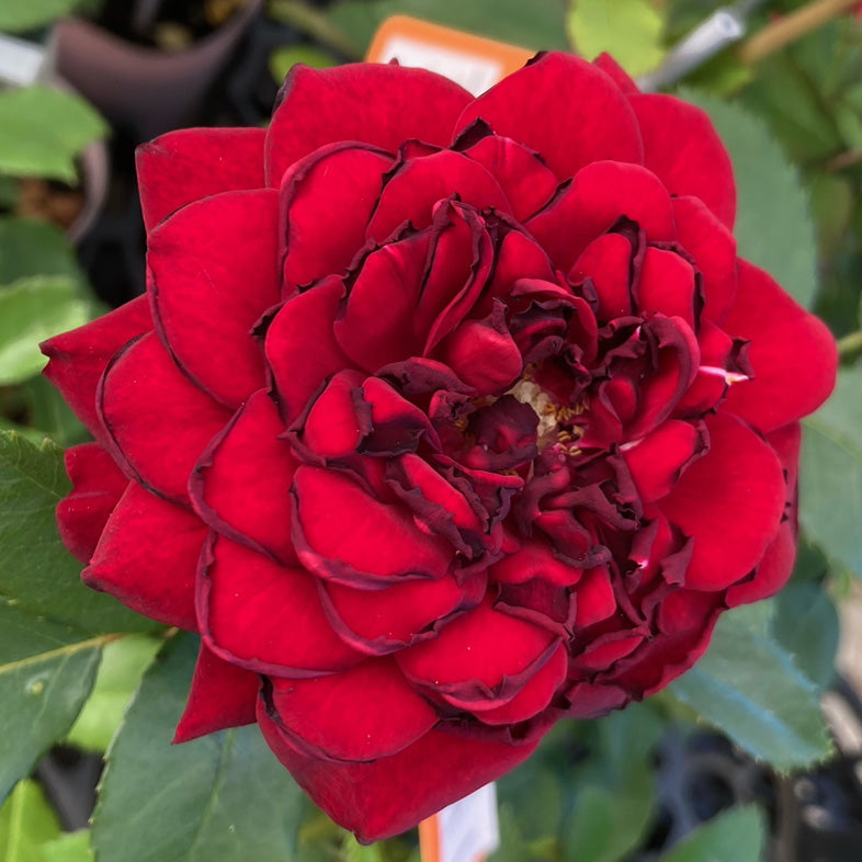 【バラ苗】黒蝶(2026年3月発送)