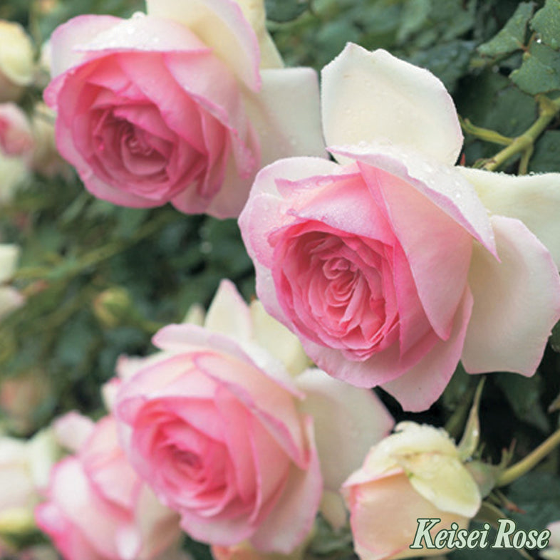 【バラ苗】ピエール ドゥ ロンサール®(2026年3月発送)