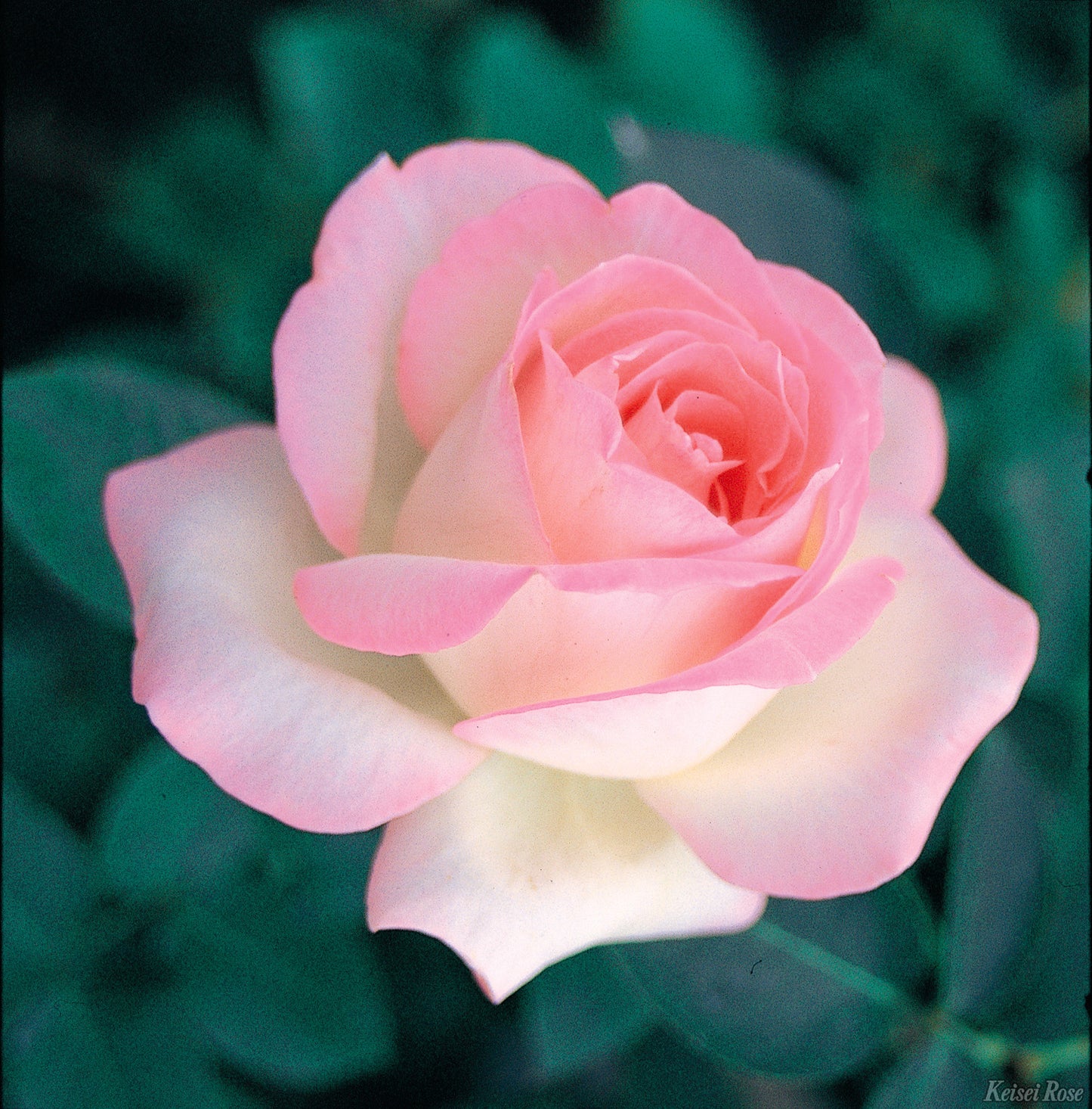 【バラ苗】プリンセス ドゥ モナコ(2026年3月発送)