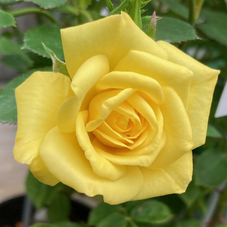 【バラ苗】イエロー メイアンディナ(2026年3月発送)