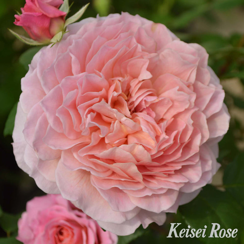 【バラ苗】アイスフォーゲル