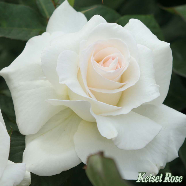 【バラ苗】感謝(2026年3月発送)