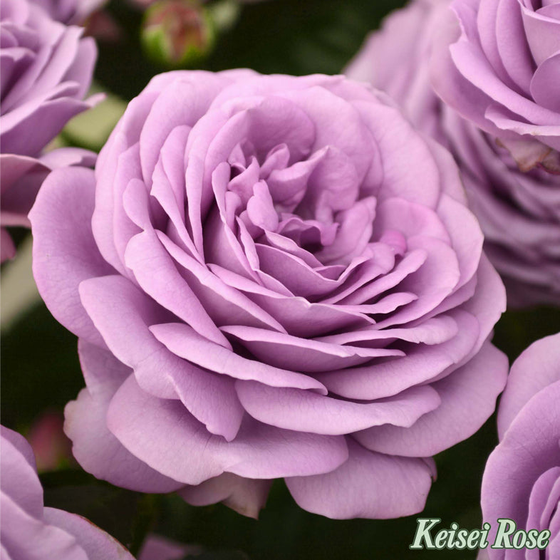 【バラ苗】カインダ ブルー