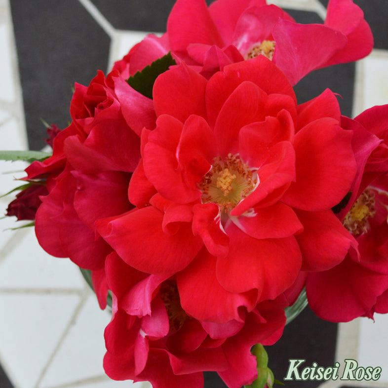 【バラ苗】ファッショニスタ (2026年3月発送)