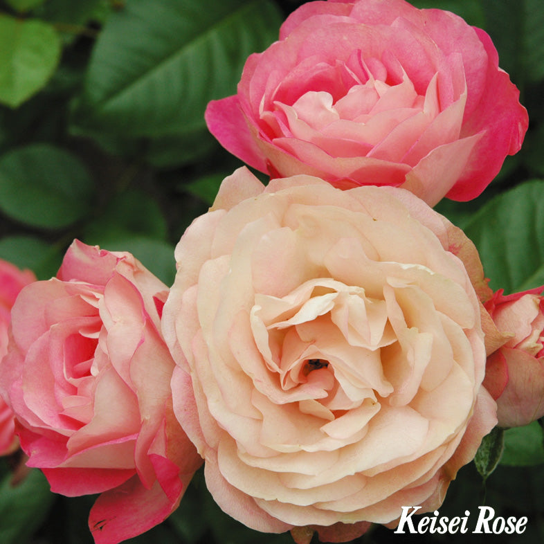 【バラ苗】アクロポリス ロマンティカ® (2026年3月発送)