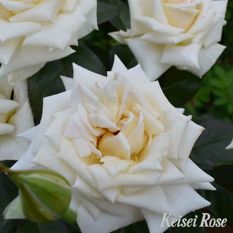 【バラ苗】クレム ドゥ メイアン(2026年3月発送)