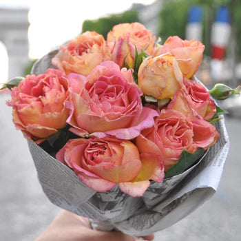 【バラ苗】ラ・パリジェンヌ