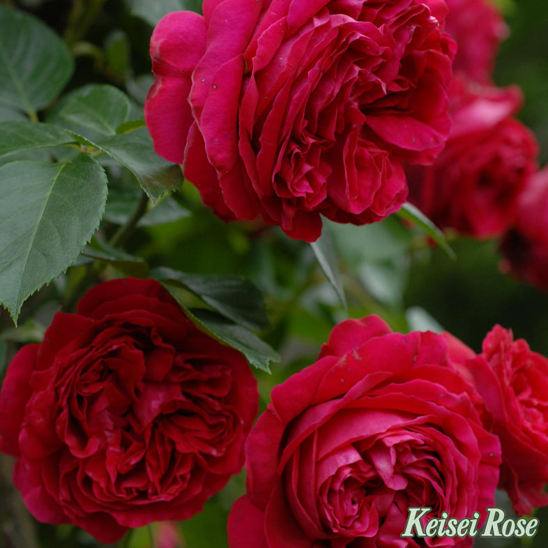 【バラ苗】ルージュ ピエール ドゥ ロンサール(2026年3月発送)